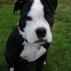 Olde victorian bulldogge Virup's Dixie aka Kiwi