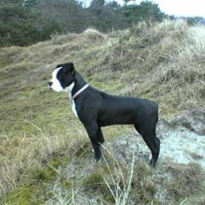 Olde victorian bulldogge Virup's Dixie aka Kiwi