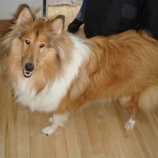Collie langhåret Bonnie
