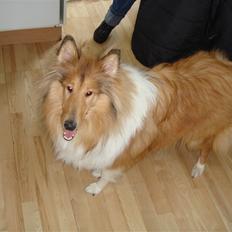 Collie langhåret Bonnie