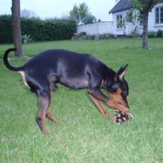 Dvaergpinscher arthur