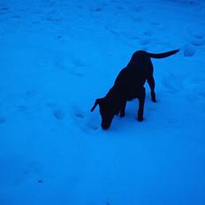 Labrador retriever fraja