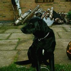 Labrador retriever tyson