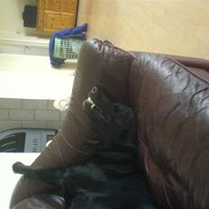 Labrador retriever tyson