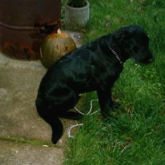 Labrador retriever tyson