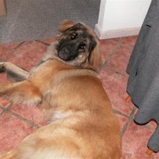 Leonberger Keiko ( i himlen)        