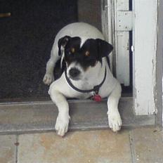 Dansk svensk gaardhund sally