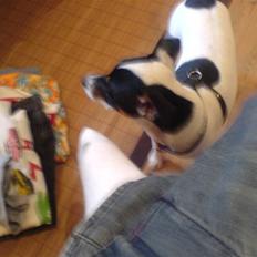 Dansk svensk gaardhund sally