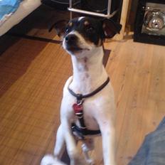 Dansk svensk gaardhund sally