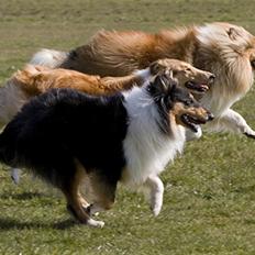 Collie langhåret Andrea