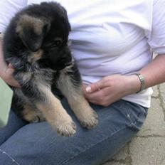 Schæferhund korskildens Jappe