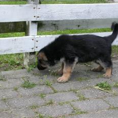 Schæferhund korskildens Jappe