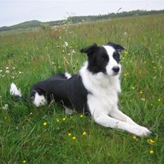 Border collie Chili