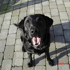 Labrador retriever Henneberg´s Elvis <3