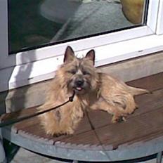 Cairn terrier oliver :) 