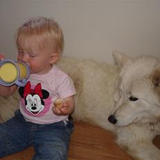 Samojedhund Sally