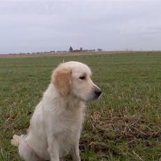 Golden retriever Chili R.I.P