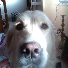 Golden retriever Chili R.I.P