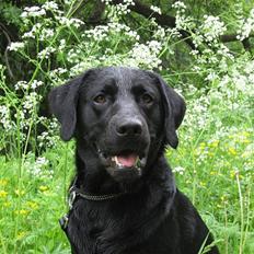 Labrador retriever Marcus