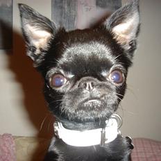 Griffon petit brabancon Louie