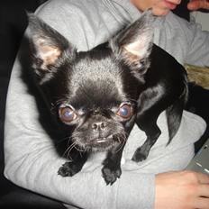 Griffon petit brabancon Louie