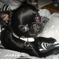 Griffon petit brabancon Louie