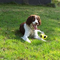 Engelsk springer spaniel Fifi