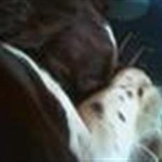 Engelsk springer spaniel Fifi