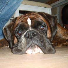 Boxer Uno   R.I.P