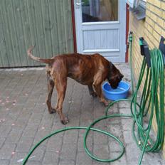 Boxer Uno   R.I.P