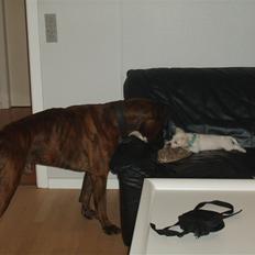 Boxer Uno   R.I.P