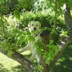 Golden retriever Malou