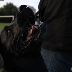 Labrador retriever Rollo <3