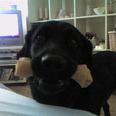 Labrador retriever Rollo <3