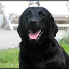 Labrador retriever Molly