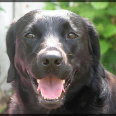 Labrador retriever Molly
