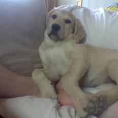 Blanding af racer creamy