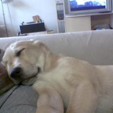 Blanding af racer creamy