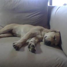 Blanding af racer creamy