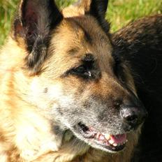 Schæferhund Nathja RIP - 2009/ 13½ ÅR