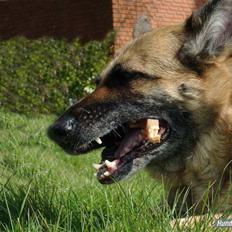 Schæferhund Nathja RIP - 2009/ 13½ ÅR