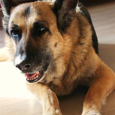Schæferhund Nathja RIP - 2009/ 13½ ÅR
