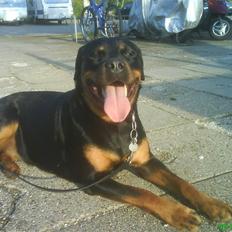 Rottweiler Cleo