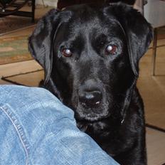 Labrador retriever Rockystar's Vynwy *RIP*