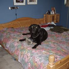 Labrador retriever Rockystar's Vynwy *RIP*