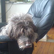 Ruhåret hønsehund Rex ( Død) R.I.P . 
