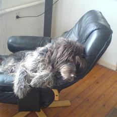 Ruhåret hønsehund Rex ( Død) R.I.P . 