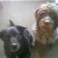 Ruhåret hønsehund Rex ( Død) R.I.P . 