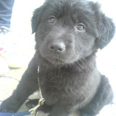 Blanding af racer Bailey