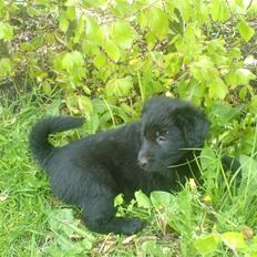 Blanding af racer Bailey